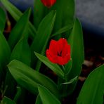 - Mittwochsblümchen - kleine Tulpen an der Hauswand unseres Hauses.