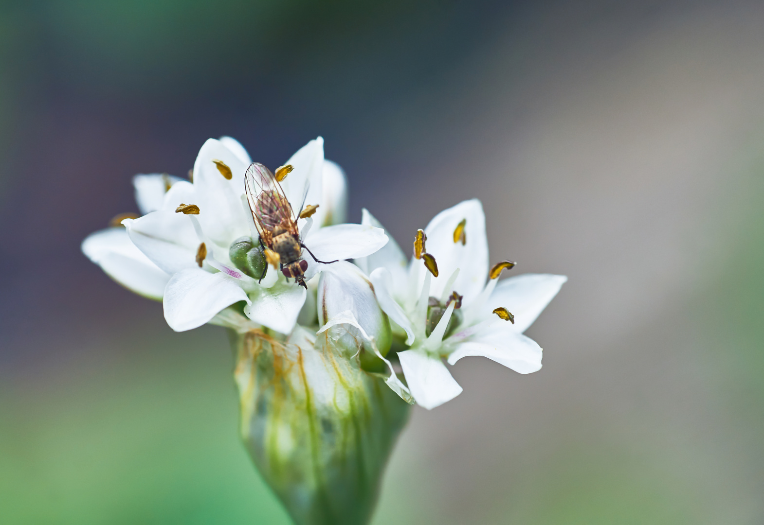 Mittwochsblümchen - Knolauchblüte