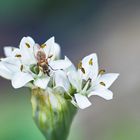 Mittwochsblümchen - Knolauchblüte