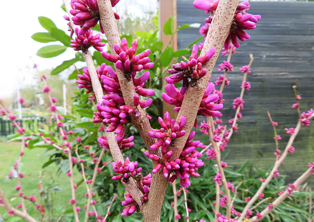 Mittwochsblümchen: Knospen vom Judasbaum