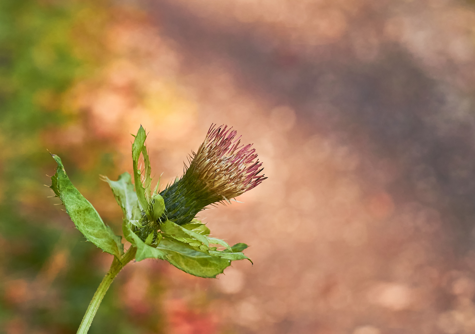 Mittwochsblümchen - Kohldistel