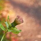 Mittwochsblümchen - Kohldistel