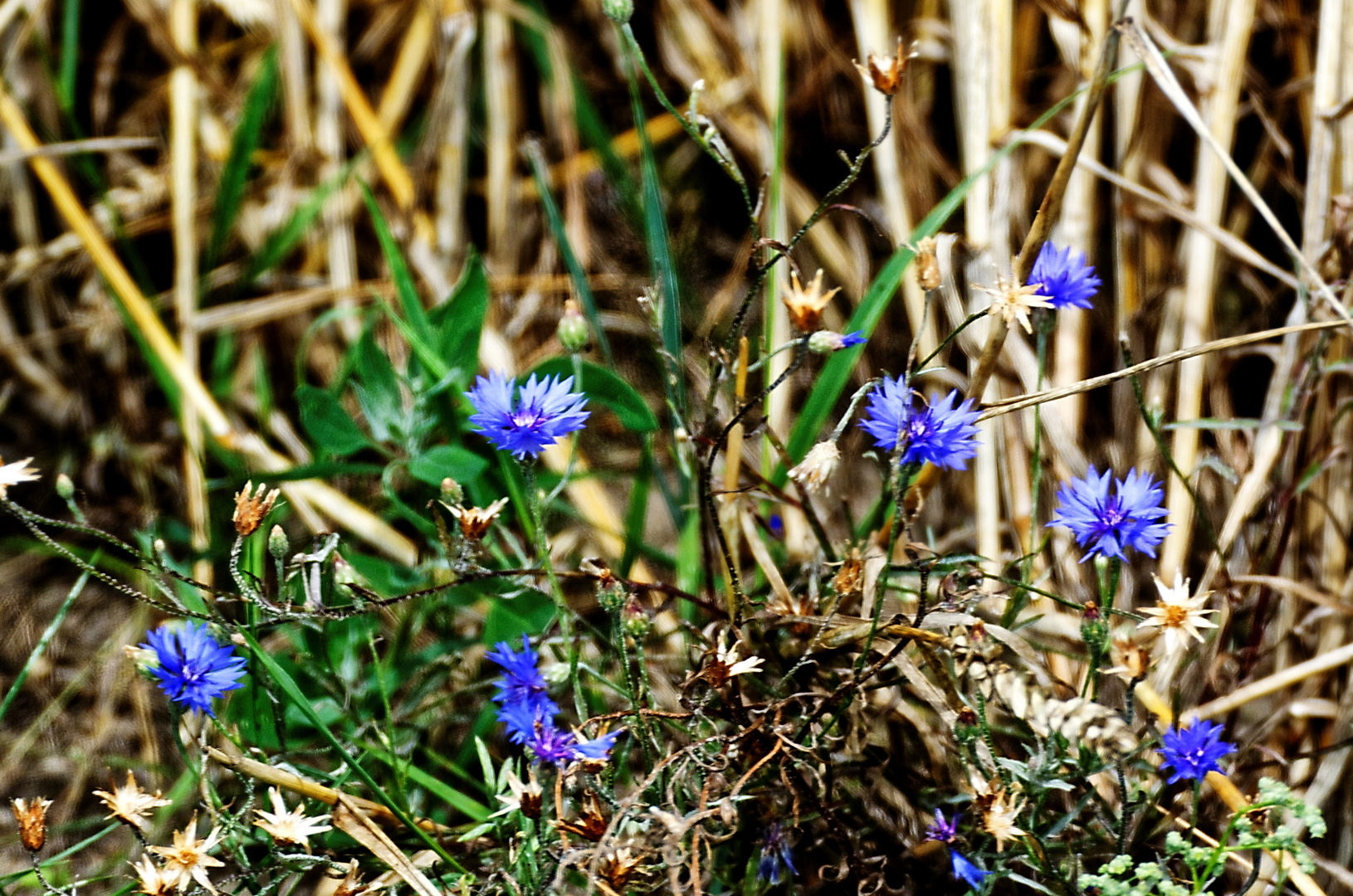 Mittwochsblümchen - Kornblumenblau