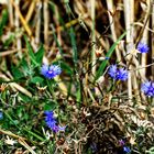 Mittwochsblümchen - Kornblumenblau