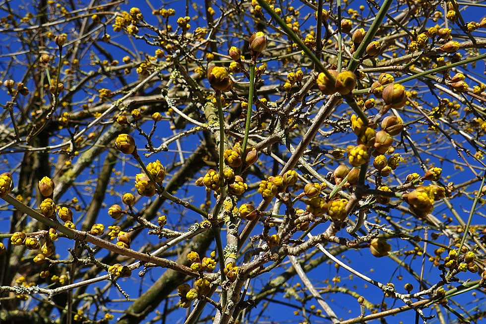 Mittwochsblümchen: Kornelkirsche-Blüten