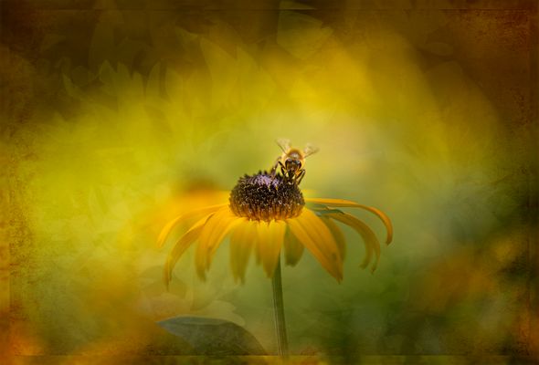 Mittwochsblümchen - kreativ bearbeitet