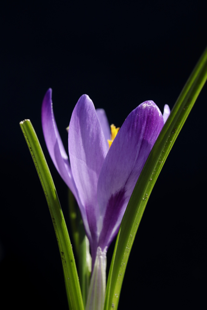 Mittwochsblümchen: Krokus