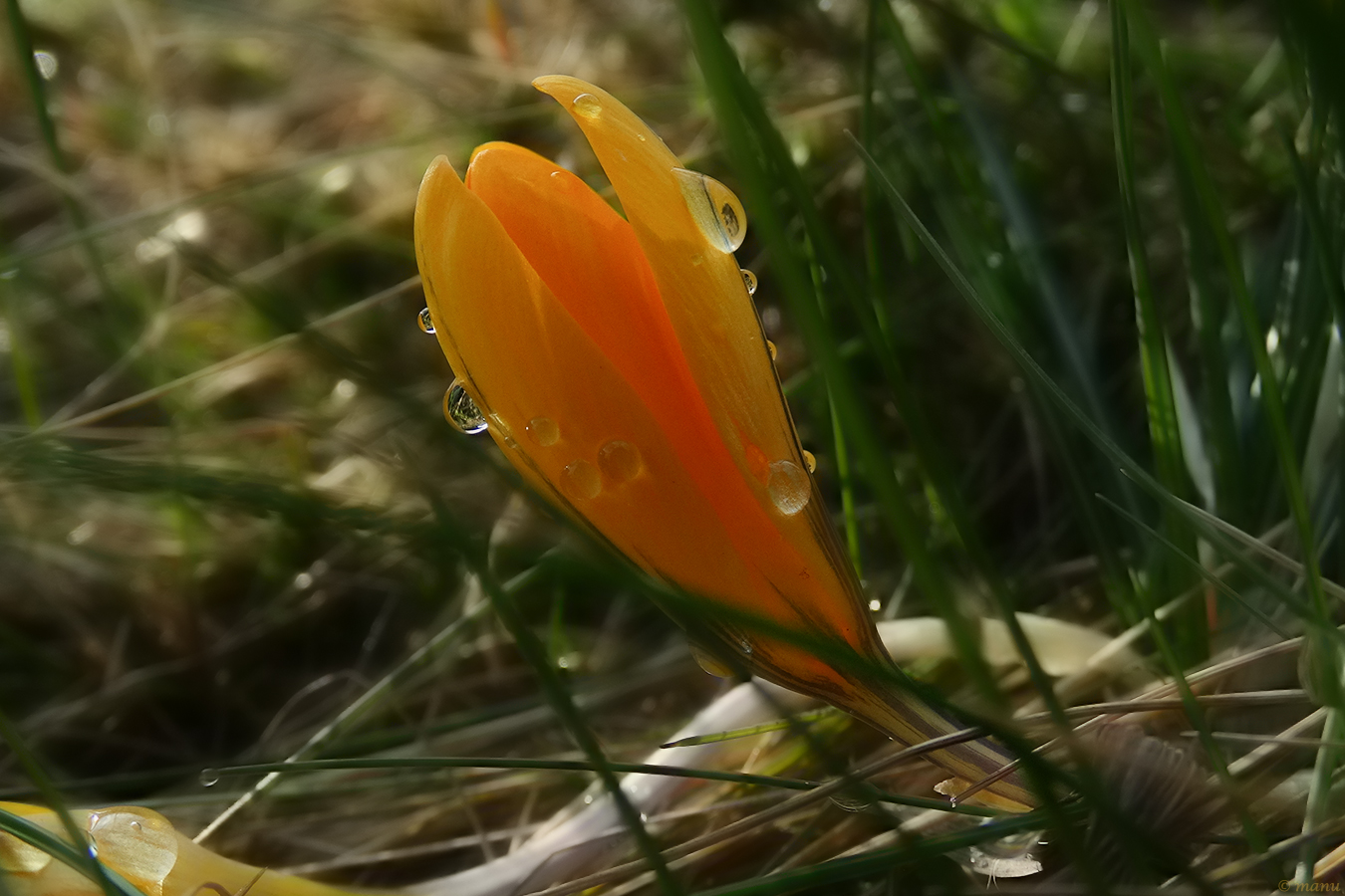 Mittwochsblümchen Krokus