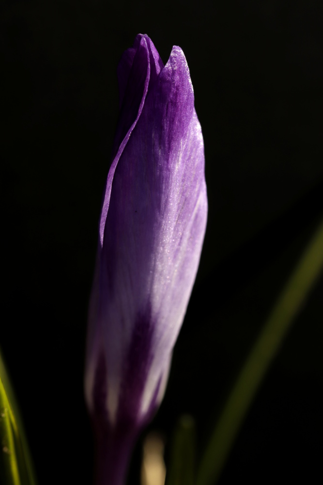 Mittwochsblümchen: Krokus