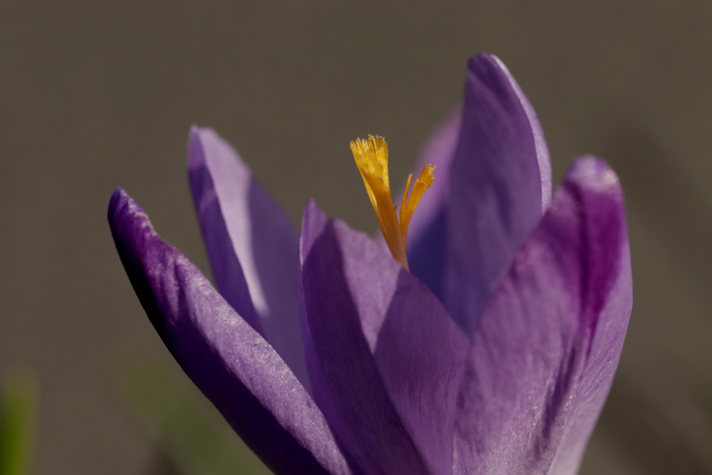 Mittwochsblümchen: Krokus