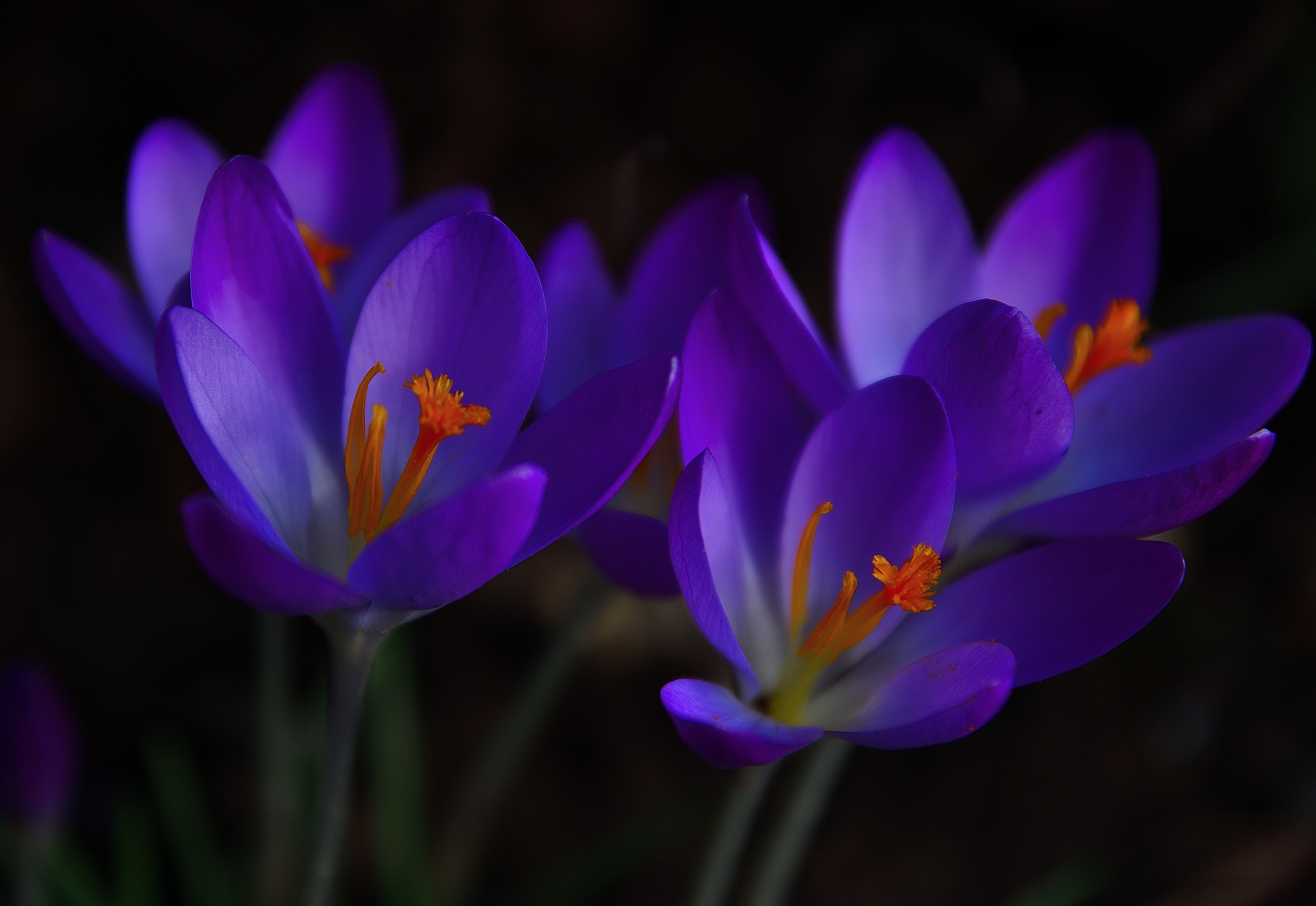 Mittwochsblümchen, Krokus, (Crocus), 