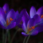 Mittwochsblümchen, Krokus, (Crocus), 