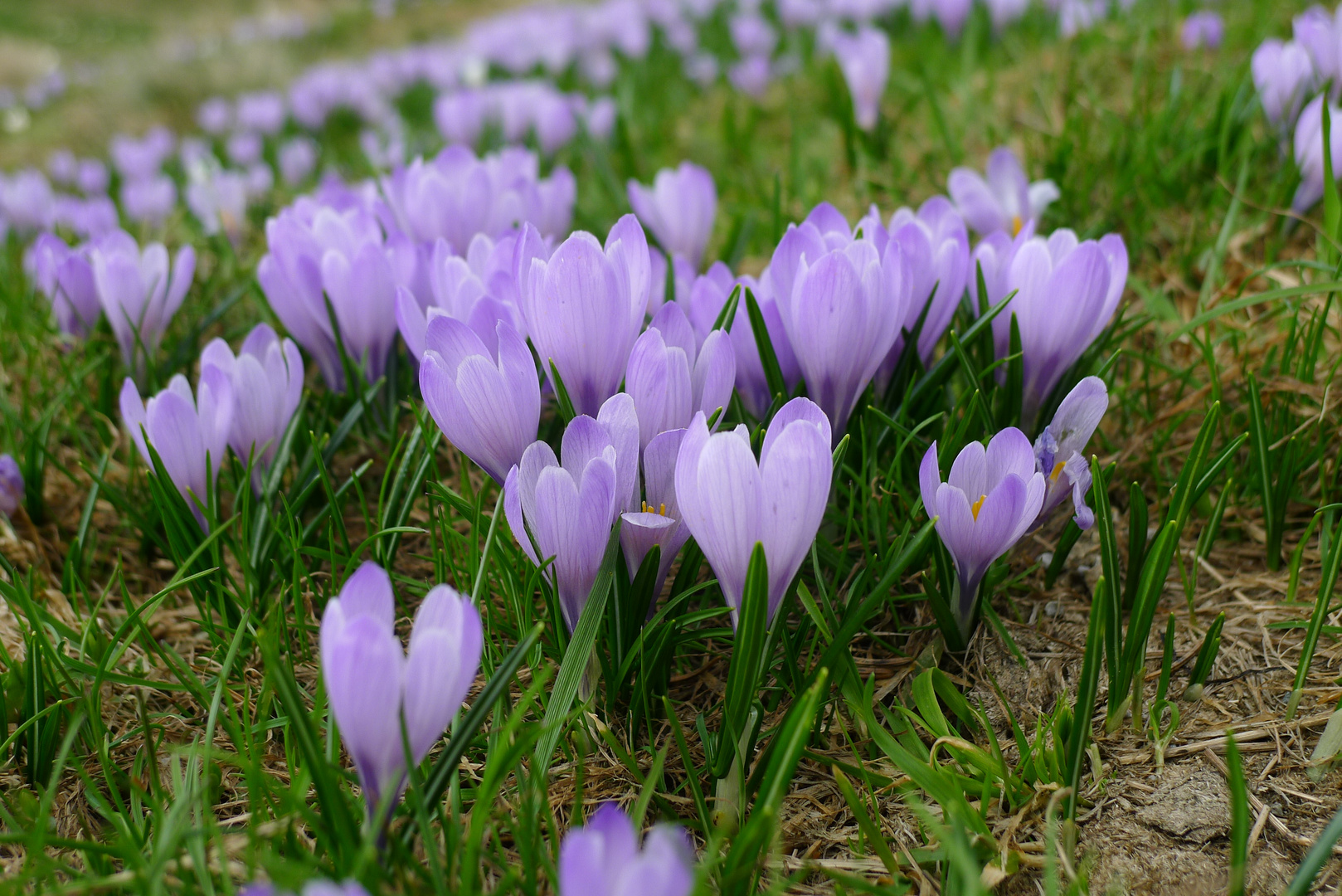 Mittwochsblümchen: Krokus