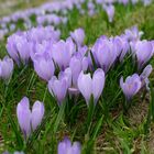 Mittwochsblümchen: Krokus