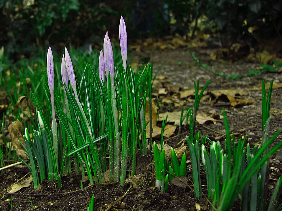 Mittwochsblümchen: Krokuss  - der Fühling ist nicht mehr weit