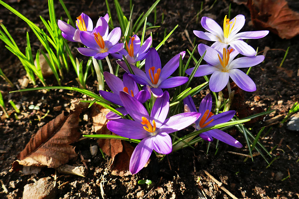 Mittwochsblümchen: Krokusse