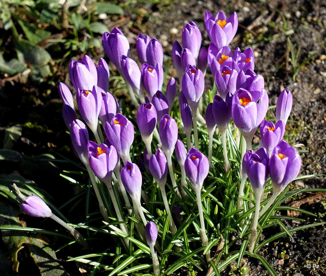 Mittwochsblümchen: Krokusse ...