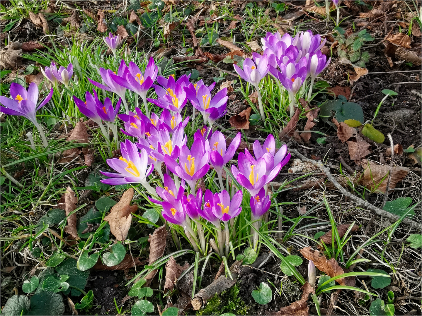 Mittwochsblümchen - Krokusse