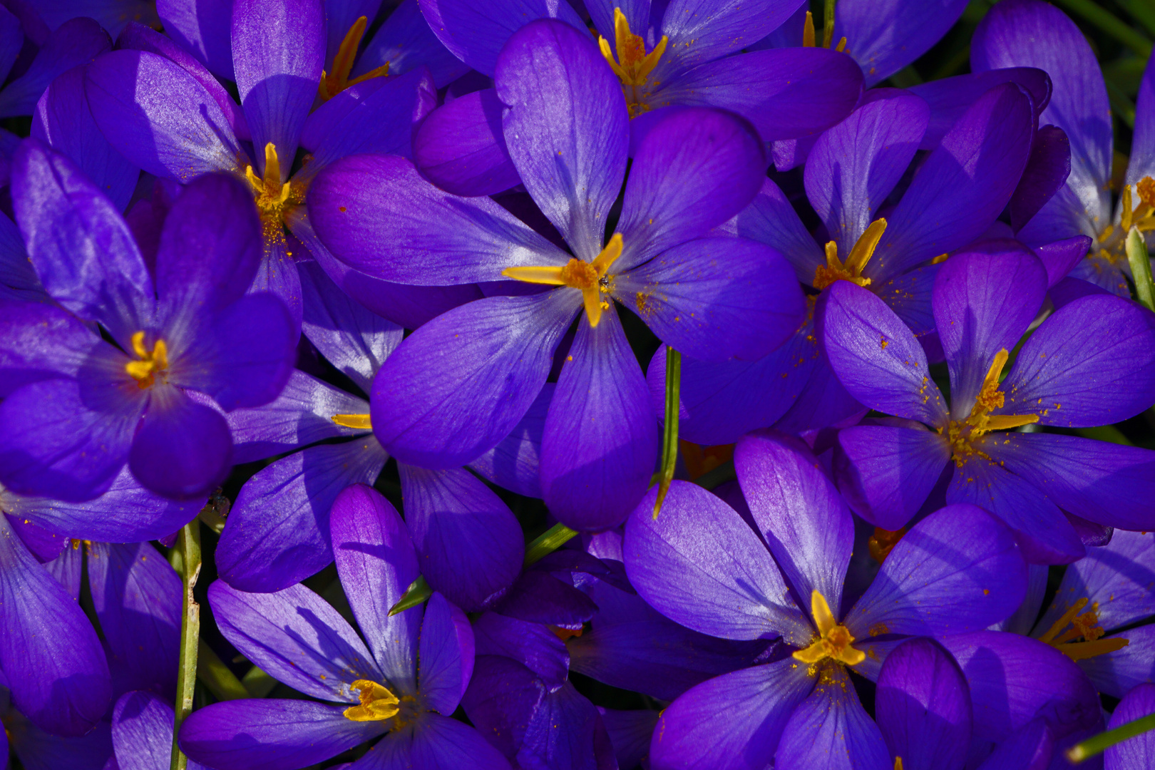 Mittwochsblümchen - Krokusse im Garten