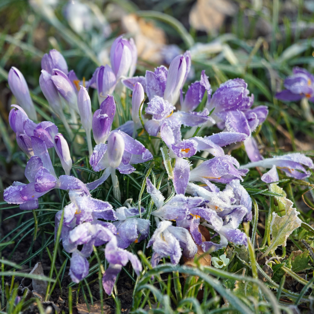 Mittwochsblümchen - Krokusse im Morgenmantel ( mit Frosthäubchen )