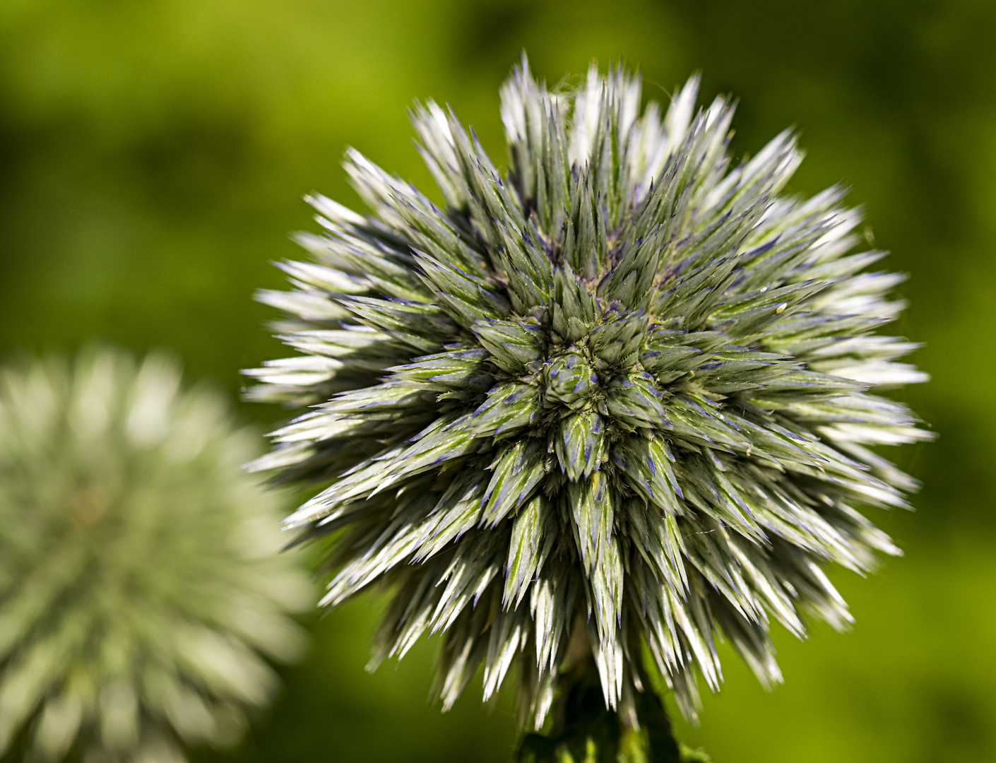 Mittwochsblümchen - Kugeldistel