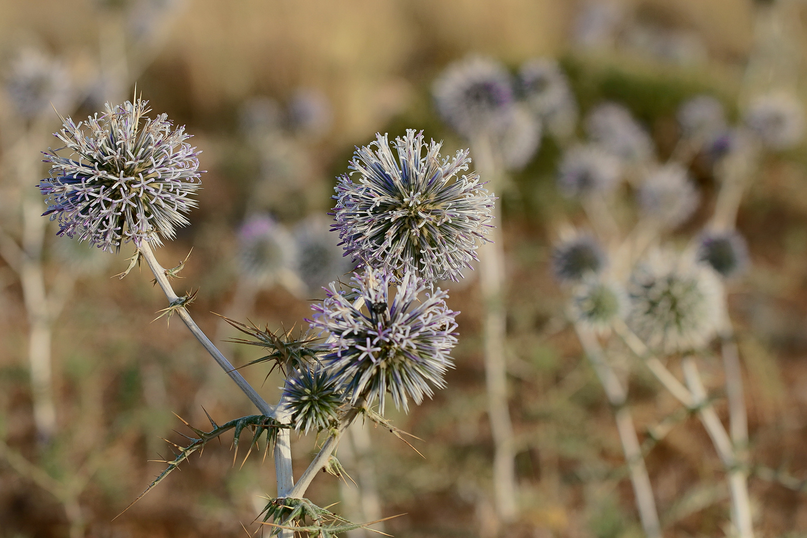 Mittwochsblümchen - Kugeldistel