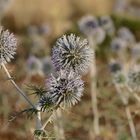 Mittwochsblümchen - Kugeldistel