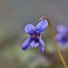 Mittwochsblümchen - Labradorveilchen