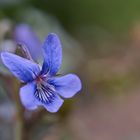 Mittwochsblümchen - Labradorveilchen