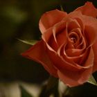 Mittwochsblümchen - Lachsfarbene Rose