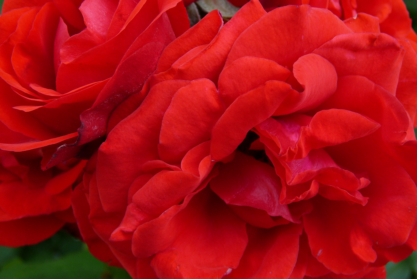 Mittwochsblümchen: Lady in Red