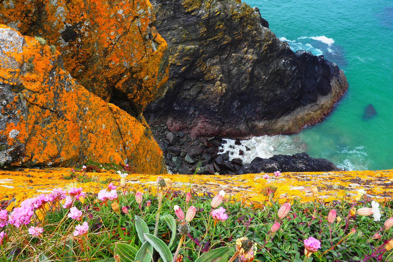 Mittwochsblümchen - Land of Cornwall