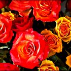 Mittwochsblümchen - Lass mich von Rosen träumen