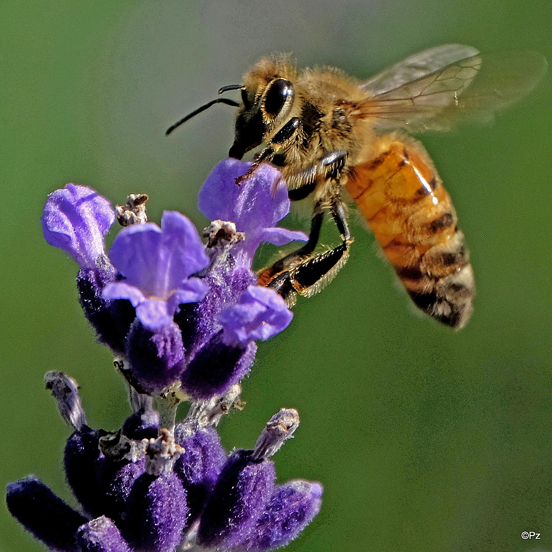 Mittwochsblümchen: Lavendelblüten mit Biene ...