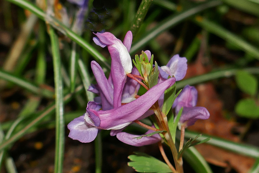 Mittwochsblümchen: Lerchensporn