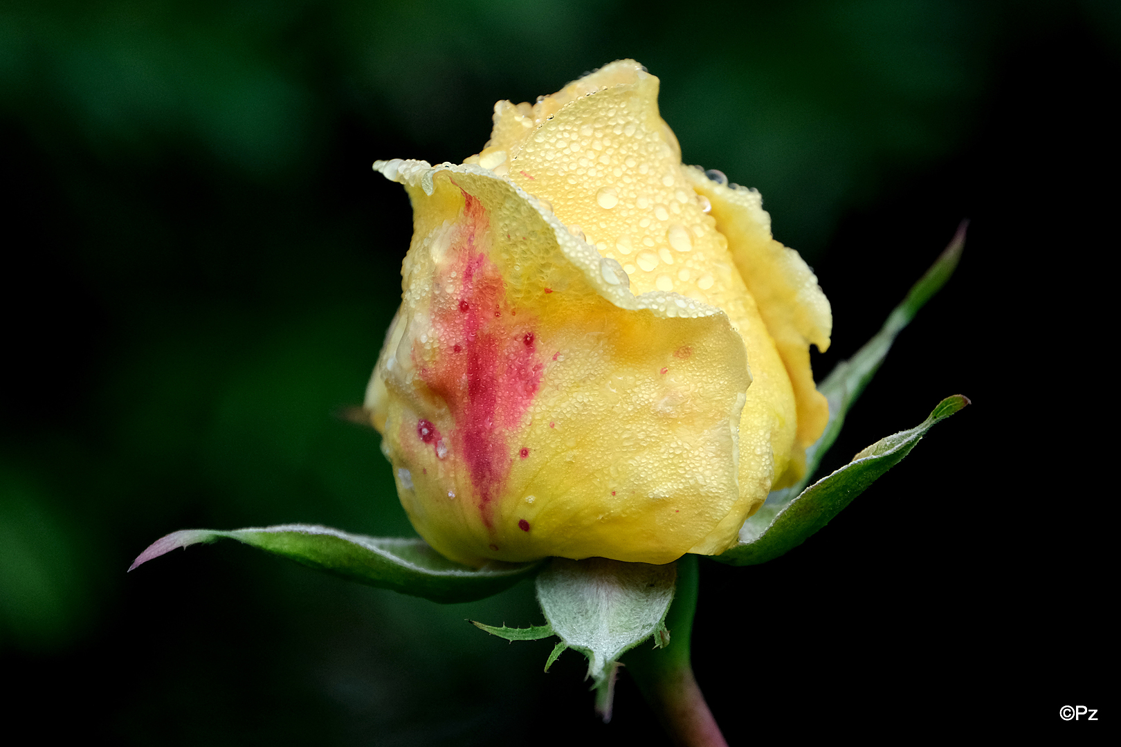 Mittwochsblümchen: Letzte Herbst-Edelrose ...