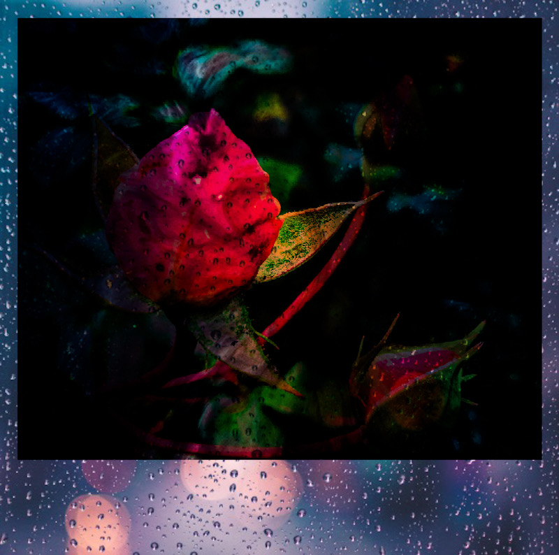 Mittwochsblümchen- Lichtblick bei Regenwetter