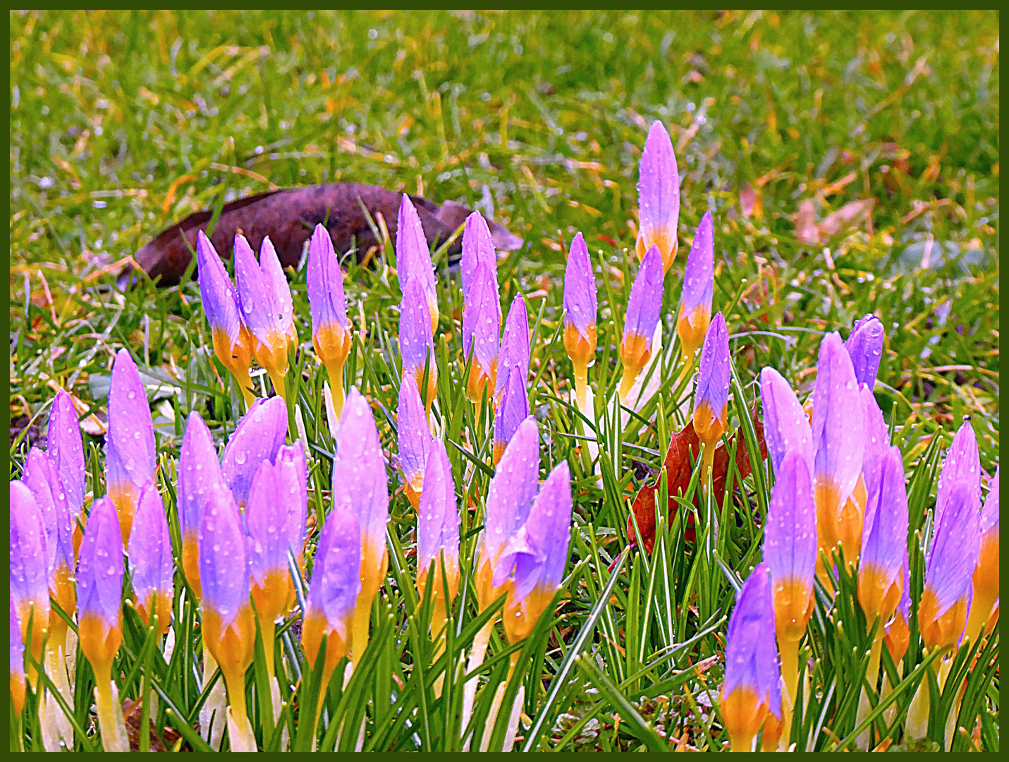 Mittwochsblümchen- Lila Krokusse