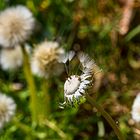 Mittwochsblümchen - Löwenzahn, fast fertig