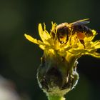 Mittwochsblümchen - Löwenzahn mit Biene