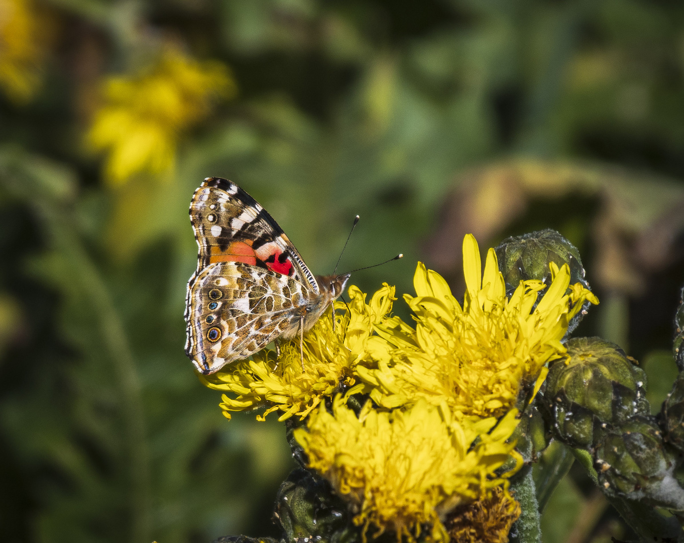 Mittwochsblümchen - Löwenzahn mit Schmetterling