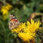 Mittwochsblümchen - Löwenzahn mit Schmetterling