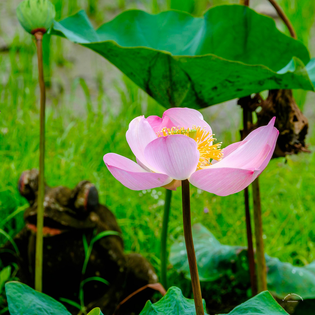 Mittwochsblümchen: Lotus