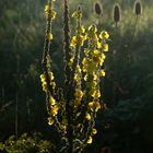 Mittwochsblümchen LVIII - Vonne Halde am Sonntag