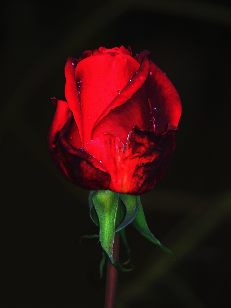 Mittwochsblümchen LXVII - eine letzte dunkle Rose...