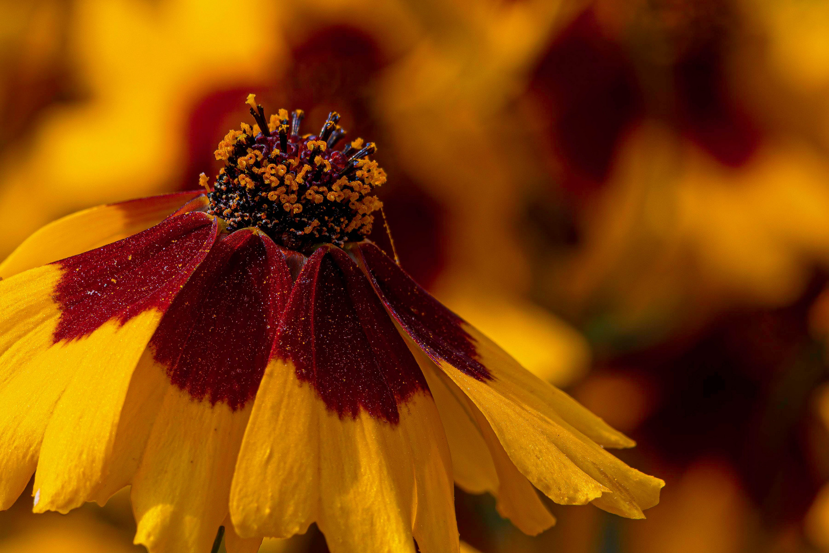 Mittwochsblümchen: Mädchenaugen / Large flowered tickseed