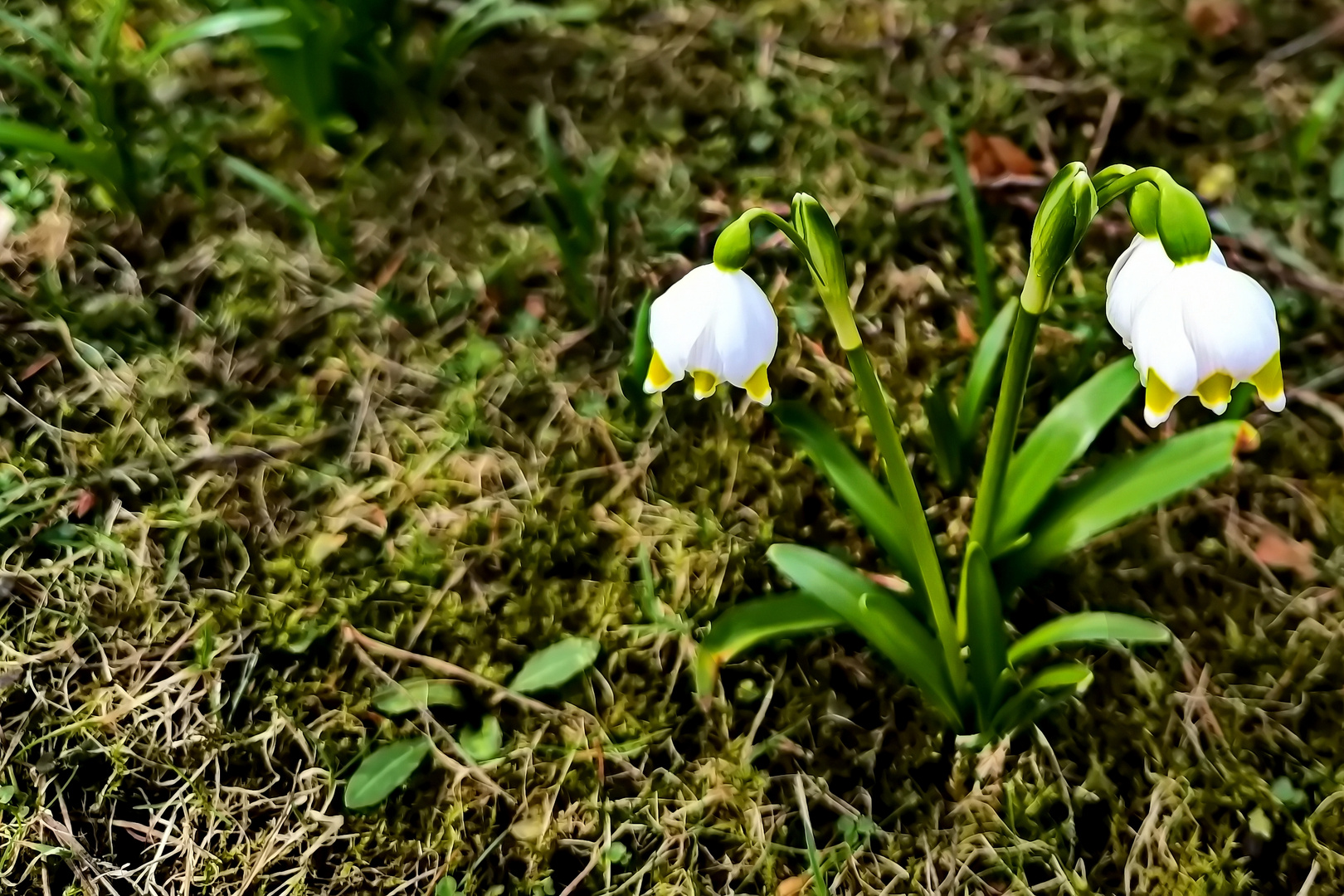 Mittwochsblümchen - Märzenbecher