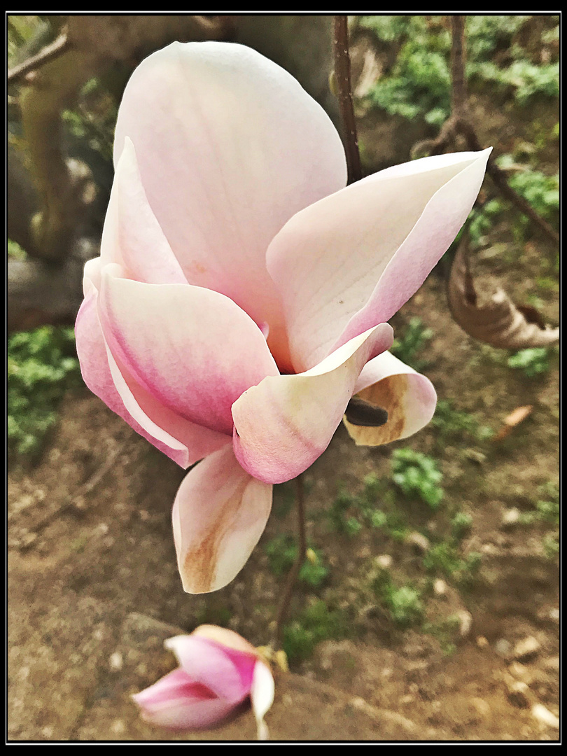 Mittwochsblümchen- Magnolia