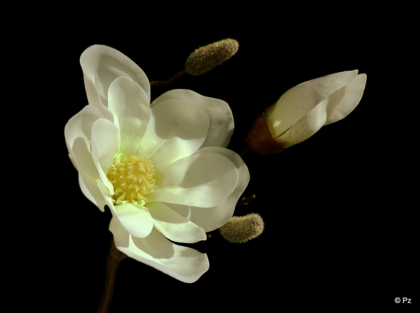 Mittwochsblümchen: Magnolia grandiflora ...