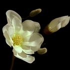 Mittwochsblümchen: Magnolia grandiflora ...